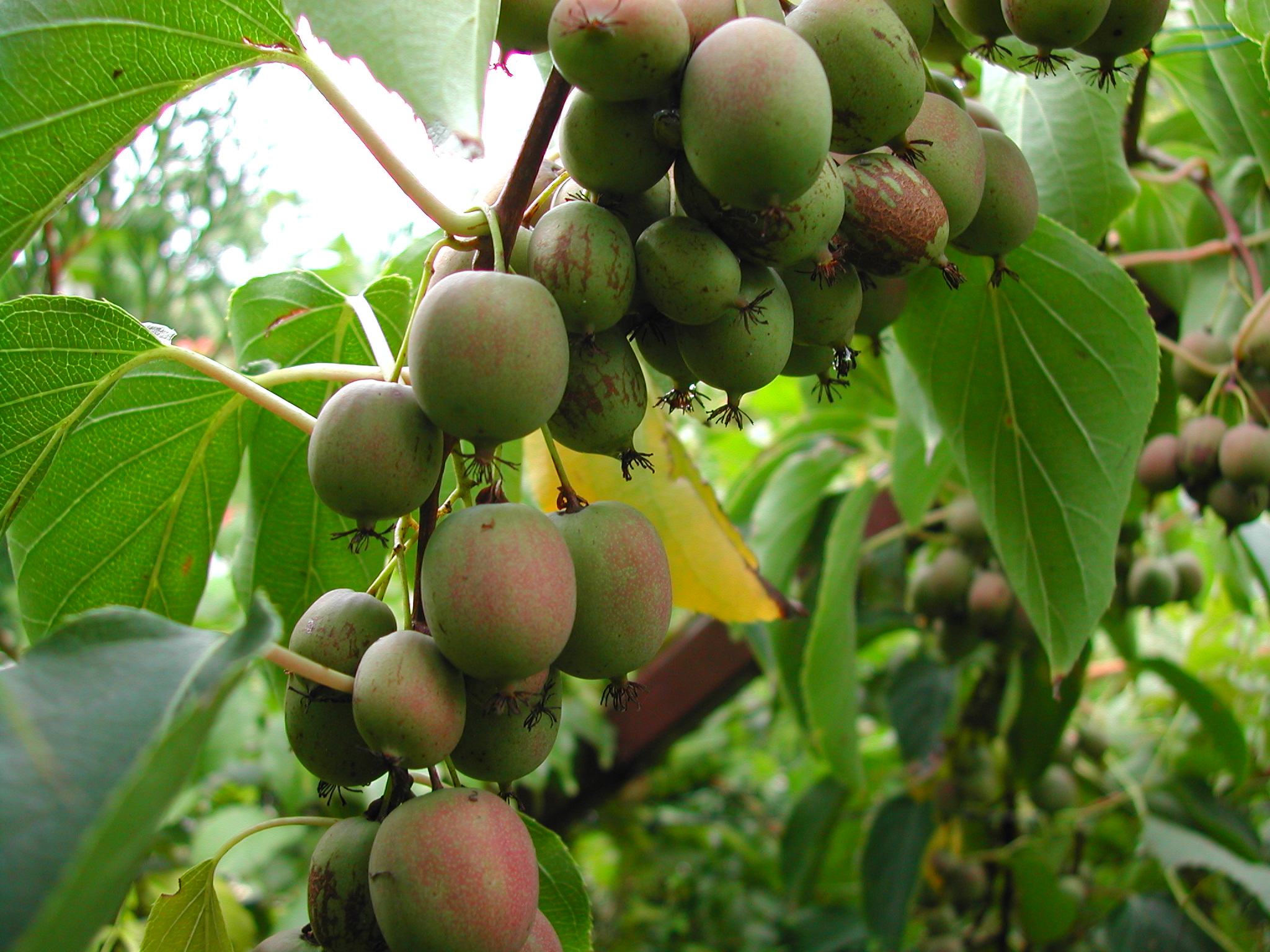 Представитель Семейства Actinidiaceae